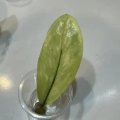 kiwkiw様 リクエスト 2点 まとめ商品