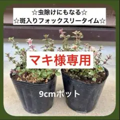 マキ様 リクエスト 2点 まとめ商品