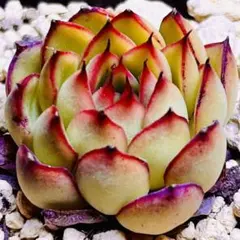 多肉植物⭐️ファイヤーフライ⭐️韓国苗育成 抜き苗 g32 - メルカリ