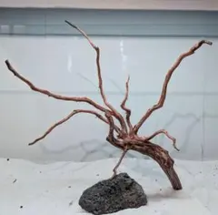 2026年最新】ブランチウッドの人気アイテム - メルカリ