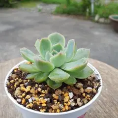 多肉植物 七福神 抜き苗① - メルカリ