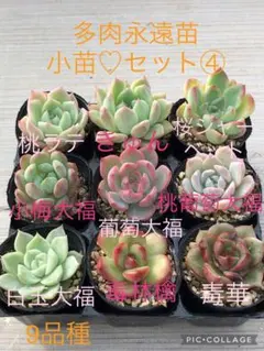 みみくそ様 リクエスト 3点 まとめ商品