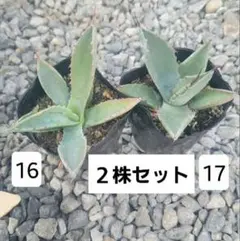 2026年最新】アガベの人気アイテム - メルカリ