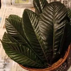 Item thumbnail for item 9ccc2ecb-ce75-4ef8-b17c-954ca924bd05