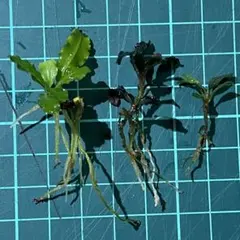 3株 Bucephalandra ブセファランドラ 水草 水上株 水上葉のサムネイル