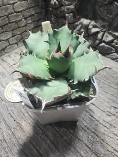 2025年最新】ロウルサンコ チタノタの人気アイテム - メルカリ