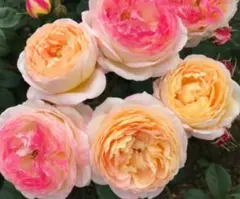薔薇苗　ロソマーネジャノンのサムネイル