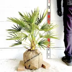 2025年最新】チャメロップス セリフェラの人気アイテム - メルカリ