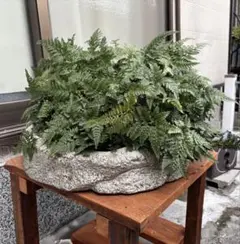 巨大 トキワシノブ 陶器鉢付き シダ植物 巨大 トキワシノブ 陶器鉢付き シダ植物 - メルカリ