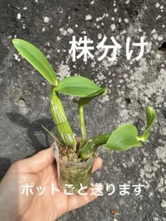 洋蘭 原種 Coelogyne pandurata セロジネ パンデュラータ - メルカリ