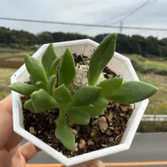 【セール】チレコドン　ニグリカウリス　No.001　鉢、送料込　メルカリ便 セール】チレコドン ワリチー No.001 鉢、送料込 メルカリ便