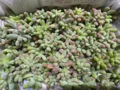 多肉植物　恋心　約50カット苗 少し小さめ
