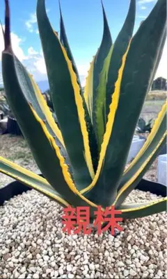 アガベ　サルミアナフェロックス　バターフィンガー　中株 アガベ サルミアナ フェロックス バターフィンガー 子株 本日特値
