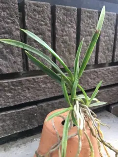 カキツバタ 苗 たぶん舞孔雀 - メルカリ