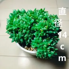 2025年最新】多肉植物 韓国苗 エケベリア ソウルの人気アイテム