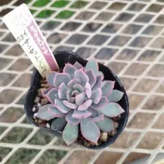 おらいさん　サンセットグレイ　苗　ミックスベリア　多肉植物