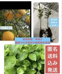 京都府産 無農薬 柚子の葉 約100枚 - メルカリ