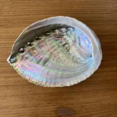 アワビ貝殻　2個セット