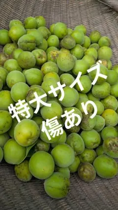 小さめ！そばかすだらけ！宮崎県産 無農薬 福じいちゃんの 青梅 箱込み