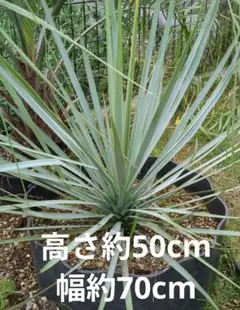 早いもの勝ち ユッカ ロストラータ 2 - メルカリ