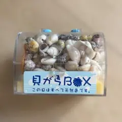 貝がらBOX 天然色 貝殻セット