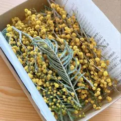 盛りもりᕷ*.°ドライフラワー❇️ミモザ⭐️キャンドルやハーバリウムに…❣️①