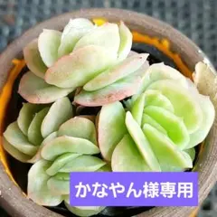 かなやん様 リクエスト 3点 まとめ商品