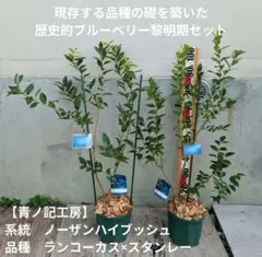 66【青ノ記工房】スタンレー　ノーザンハイブッシュ系ブルーベリー大苗 66【青ノ記工房】スタンレー ノーザンハイブッシュ系ブルーベリー大苗
