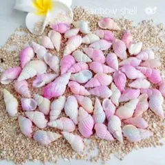 레인보우 쉘 모듬 소라 조개 바다 소재 여름