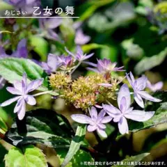 山野草・ヤマアジサイ苗画像の乙姫苗お届け。来期開花。アジサイ