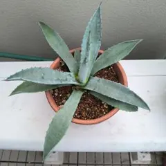 アガベ 観葉植物 鉢植え - メルカリ
