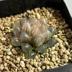 kazu様 リクエスト 2点 まとめ商品