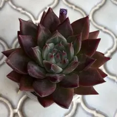 まっしぃ様 リクエスト 2点 まとめ商品