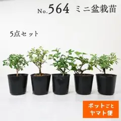 ポットごとヤマト便566】盆栽用苗3点セット - メルカリ