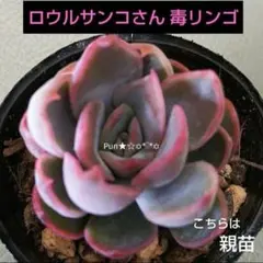 抜き苗✨毒りんご♥️ 2025年最新】毒りんご 多肉の人気アイテム - メルカリ