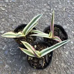 アガベ スナグルトゥース 実生 3株セット