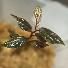 特価❣️希少！Begonia montis-elephantis ベゴニア 原種 - メルカリ