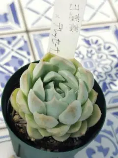 ♣わ様 リクエスト 5点 まとめ商品