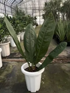 Anthurium Ivanportillae アンスリウムイヴァンポルティラエ - メルカリ