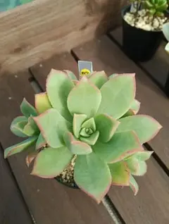 多肉植物 白牡丹 抜き苗 - メルカリ