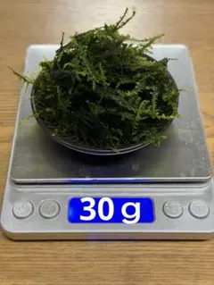【即購入OK！】南米ウィローモス　30gのサムネイル