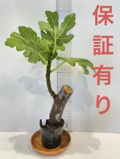 イチジク(ビオレソリエス)苗のサムネイル