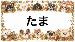 専用