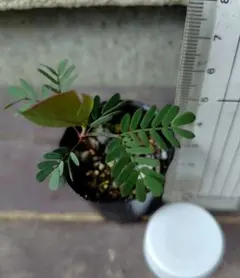 ミモザ　三角葉　苗　４センチポット植えのサムネイル