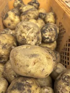 【農薬不使用】旨味！ニシユタカ 約8kg サイズ混合 訳あり 秋植え種芋にも！ 農薬不使用】旨味！ニシユタカ 約8kg サイズ混合 訳あり 秋植え種芋に