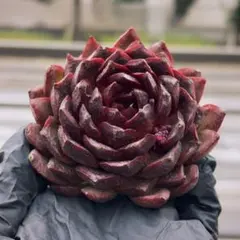 奈々飛様 リクエスト 2点 まとめ商品