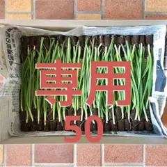2026年最新】玉ねぎ苗 晩生の人気アイテム - メルカリ
