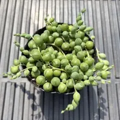 多肉植物　グリーンネックレス　A