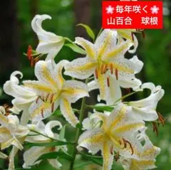 2025年最新】ヤマユリ 球根の人気アイテム - メルカリ