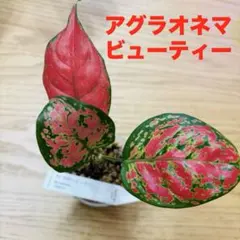 アグラオネマ ビューティー　観葉植物　抜き苗のサムネイル